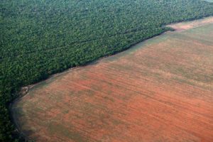 deforestation-brésil