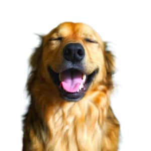 chien