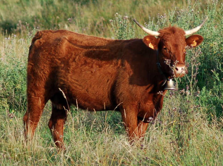 boeuf-salers-genève