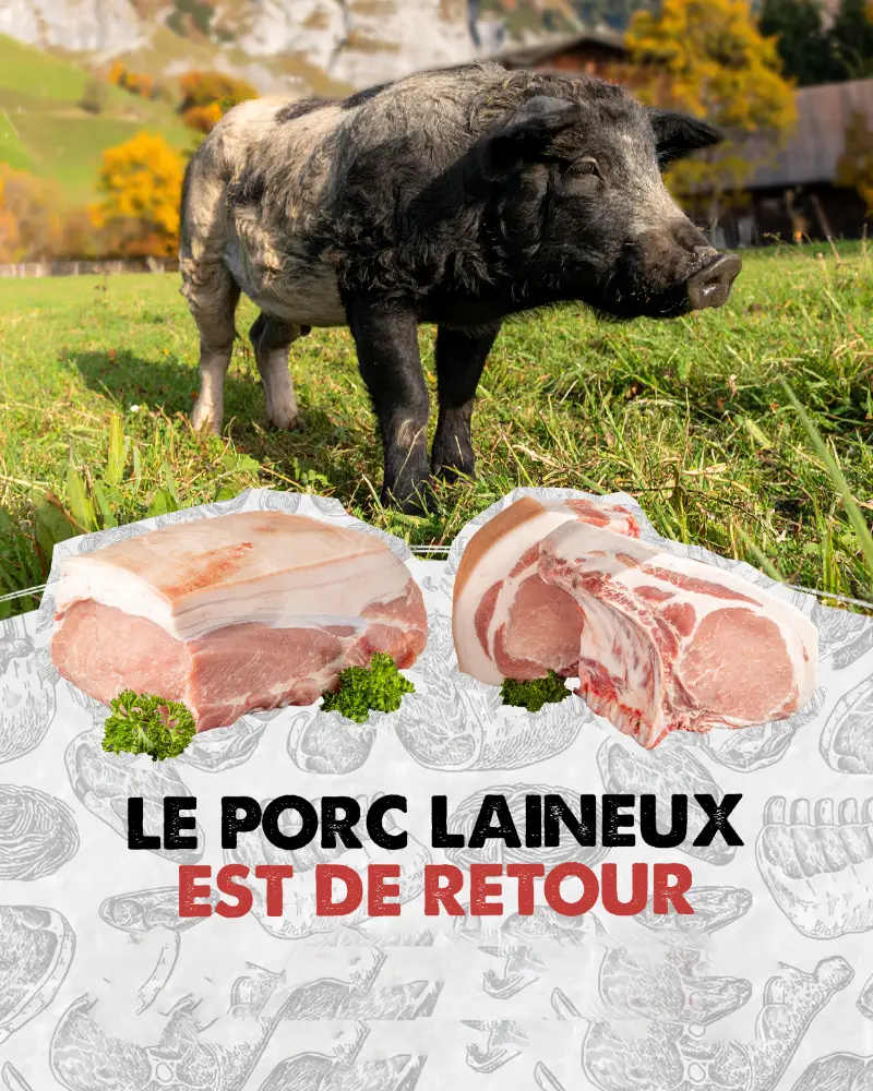 popup-porc-laineux