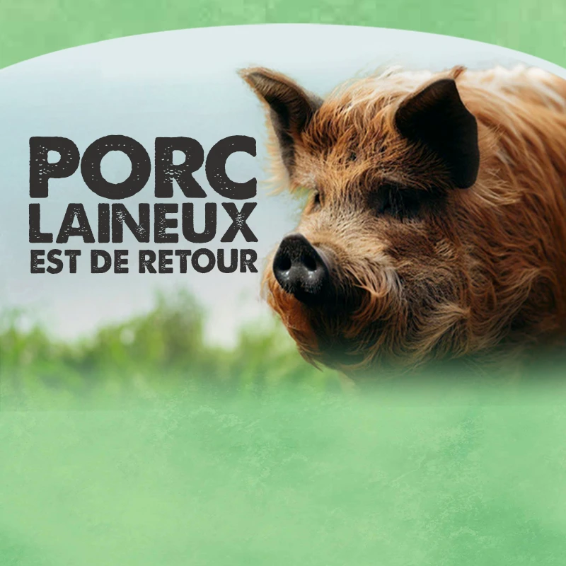 popup-porc-laineux