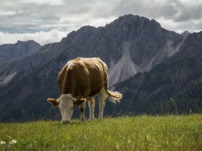 vache-alpes