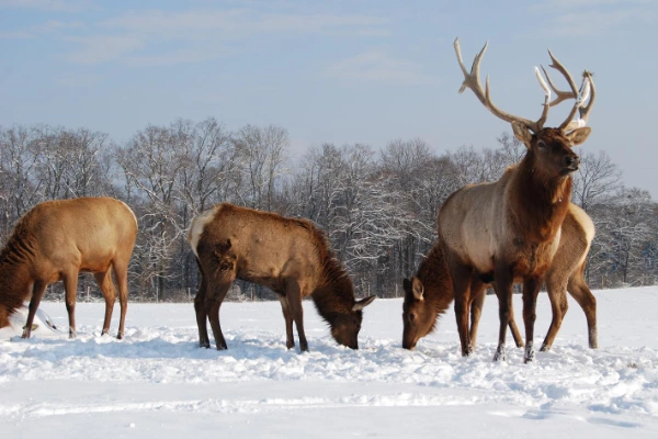 wapiti-collex-bossy