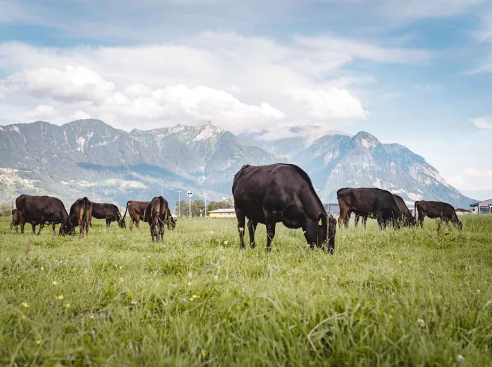 boeuf-wagyu-suisse